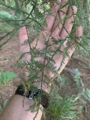 Dacrycarpus dacrydioides