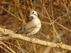 Turtur abyssinicus