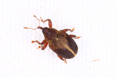 Lignyodes enucleator