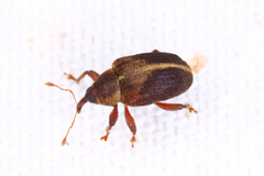 Lignyodes enucleator
