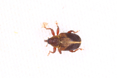 Lignyodes enucleator
