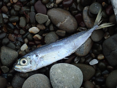 Trachurus mediterraneus