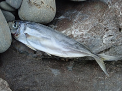 Trachurus mediterraneus