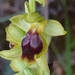 Ophrys fusca flammeola - Photo (c) Mehdi Chetibi, μερικά δικαιώματα διατηρούνται (CC BY), uploaded by Mehdi Chetibi