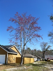 Acer rubrum
