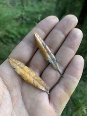 Beilschmiedia tawa