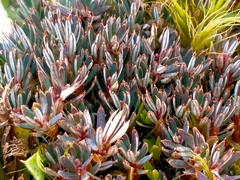 Montitega dealbata