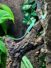 Green Keel-Bellied Lizard photo 5