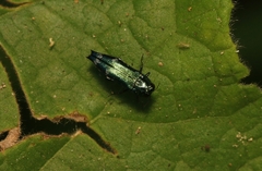 Agrilus acutus