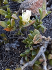 Delosperma uncinatum
