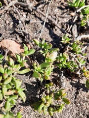 Delosperma uncinatum