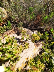 Delosperma uncinatum