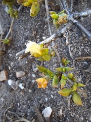 Delosperma uncinatum