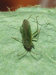 Orthotylus