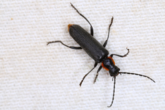 Cantharis pulicaria