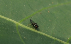 Neoloxotaenia gracilis