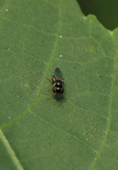 Neoloxotaenia gracilis