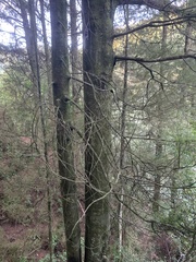 Dacrycarpus dacrydioides