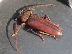 Arhopalus rusticus