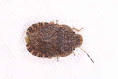 Sciocoris microphthalmus