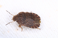 Sciocoris microphthalmus