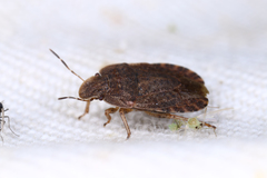 Sciocoris microphthalmus