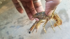 Procambarus virginalis