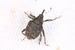 Parethelcus pollinarius