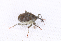 Parethelcus pollinarius