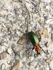 Carabus lineatus lateralis