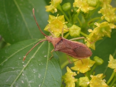 Plinachtus imitator