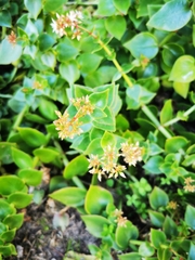 Crassula sarmentosa