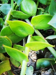 Crassula sarmentosa