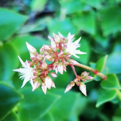 Crassula sarmentosa