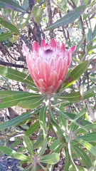 Protea compacta × susannae