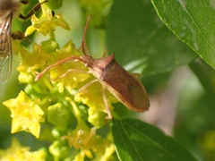 Plinachtus imitator