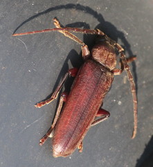Arhopalus rusticus