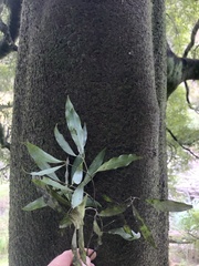Beilschmiedia tawa