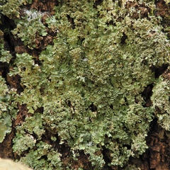 Punctelia appalachensis