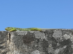 Timon lepidus ibericus