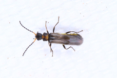 Malthininae