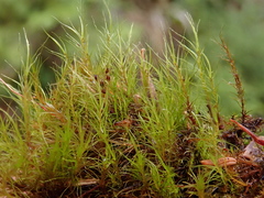 Flexitrichum gracile