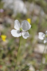 Papaver albiflorum