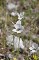 Papaver albiflorum