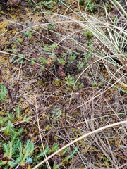 Helichrysum arenarium