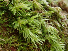 Leucobryum juniperoideum