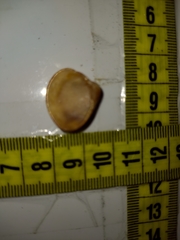 Anomalocardia flexuosa