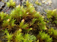 Orthotrichum stramineum