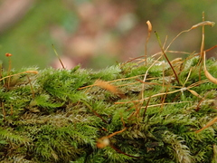 Herzogiella seligeri