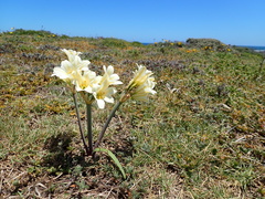 Cyrtanthus loddigesianus
